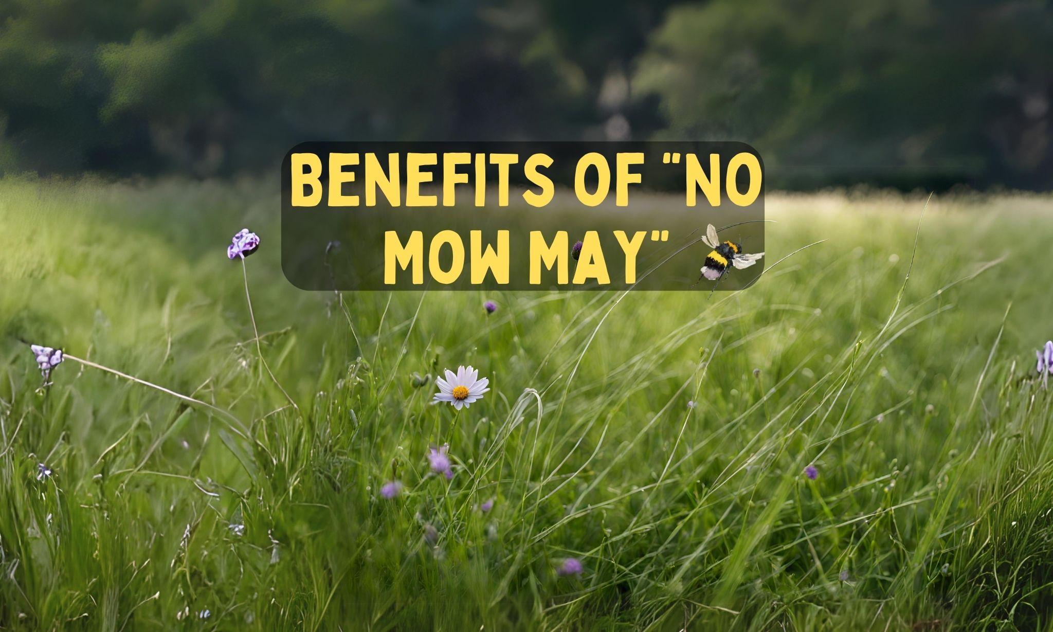 The benefits of No Mow May