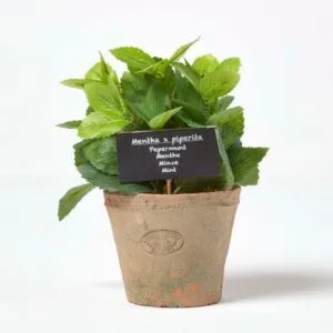 an artificial plant gift